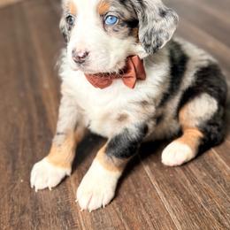 Cheerios one blue eye - Blue merle male Bernedoodle puppy in Marion, Ohio from Doodles & Doxies