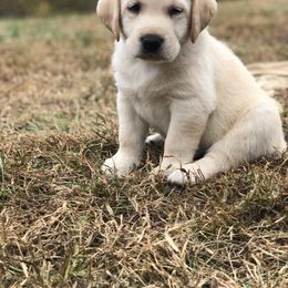 Labrador Retriever Puppies from Mahan Labs