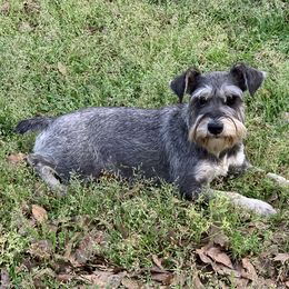 Rey - Miniature Schnauzer