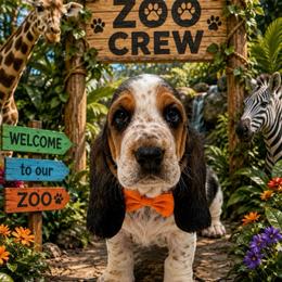 Orange - Black white and brown male Basset Hound puppy in Columbia, South Carolina from Pawmetto Hounds