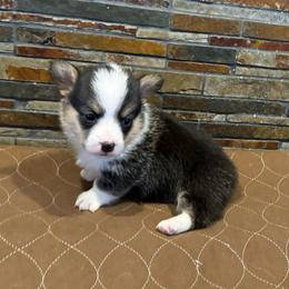 Girl 3 - Black and tan female Pembroke Welsh Corgi puppy in Visalia, California from VIP Stables