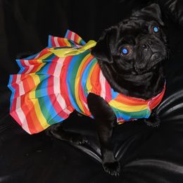 Lil Bit - Pug