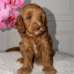 Raspberry - Red  female Goldendoodle puppy in Beecher, Illinois from Erica’s Doodles