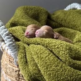Solomon - Red  male Poodle puppy in Charlotte, North Carolina from The Poodlemen