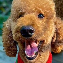 Buzz - Poodle