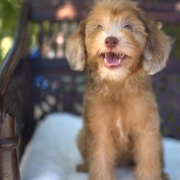 Bernedoodle and Cavapoo Puppies from Dulcito Doodles
