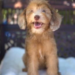 Bernedoodle and Cavapoo Puppies from Dulcito Doodles