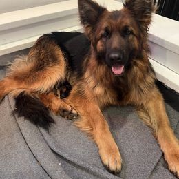 Aspen - German Shepherd