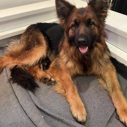 Aspen - German Shepherd