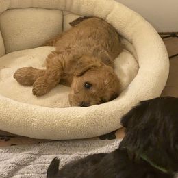 Schnoodle Puppies from Noodle Tings Puppies