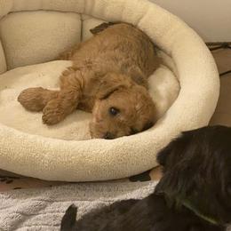 Schnoodle Puppies from Noodle Tings Puppies