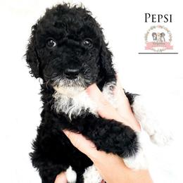 Pepsi - Black tri-color female Aussiedoodle puppy in Corydon, Indiana from Ridgeline Doodles