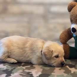 Labrador Retriever Puppies from Central Texas Labs