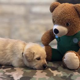 Labrador Retriever Puppies from Central Texas Labs