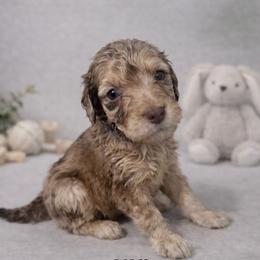Will Byers - Chocolate merle male Bernedoodle puppy in Bennett, Colorado from Darling Paws, LLC