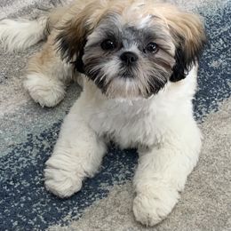 Shih Tzu Puppies from Willow Lane Shih Tzus