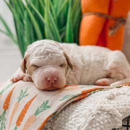 Tyler - Parti male Goldendoodle puppy in Iola, Texas from Supreme Doodles of Texas