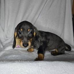 Boy 2 - Dapple male Dachshund puppy in Valrico, Florida from Bloomin Doxies