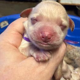 Daisy - Wheaten female Miniature Schnauzer puppy in Newark, Ohio from Tuckered Out Schnauzers