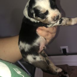 Australian Shepherd Puppies from Powell’s Australian Shepherds