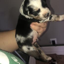 Australian Shepherd Puppies from Powell’s Australian Shepherds
