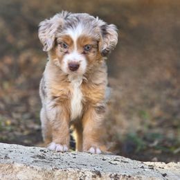 Todd - Red tri male Miniature Australian Shepherd puppy in Harker Heights, Texas from Comfy Cozy Kennel