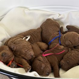 Goldendoodle Puppies from Ginger Doodles