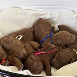 Goldendoodle Puppies from Ginger Doodles