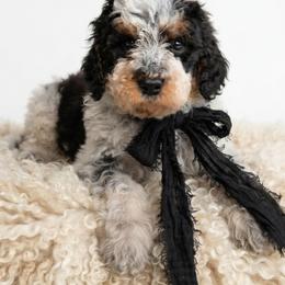 Wes - Black white and tan male Springerdoodle puppy in Fargo, North Dakota from Dakota SpringerDoodles