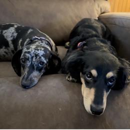 Dachshund Puppies from P&P Dachshunds