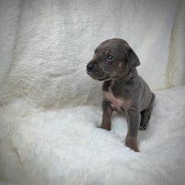 Grace - Blue female Great Dane puppy in Lebanon, Virginia from North Cedar Danes
