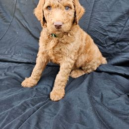 Labradoodle Puppies from Jesus Castro