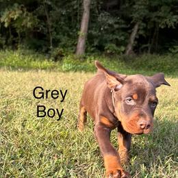 Grey Boy - Red and rust male Doberman Pinscher puppy in Knox, Indiana from Double River Dobermans