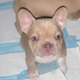 Boy 3 - male French Bulldog puppy in Blueridge, Georgia from Limited Edition Bulldogs