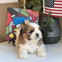 Girl 1 - female Shih Tzu puppy in Troy, Michigan from "Shihtzu Best Friend"