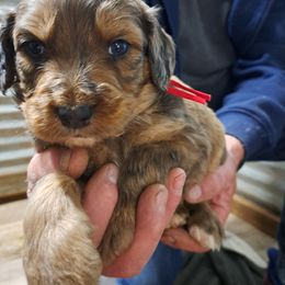 Crosby red collar boy - Chocolate merle male Bernedoodle puppy in Lafayette, Alabama from Williams Lake Doodles