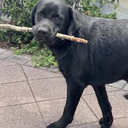 Coal - Labrador Retriever