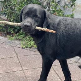 Coal - Labrador Retriever