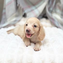 RUSSIAN BOY - Cream male Dachshund puppy in Decatur, Mississippi from KP Dachshunds
