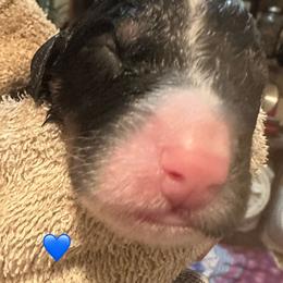 Burch - Tri-color male Bernedoodle puppy in Carlotta, California from Lost Coast Bernese Mountain Dogs