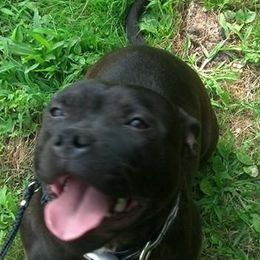 Staffordshire Bull Terriers from Charlene Addison