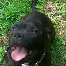Staffordshire Bull Terriers from Charlene Addison