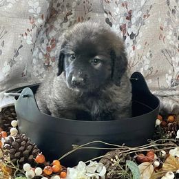 Leonbergers from Morning Star Leos