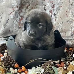 Leonbergers from Morning Star Leos