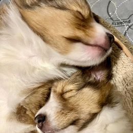 Shetland Sheepdog Puppies from Cheri Spangler's Shetland Sheepdogs