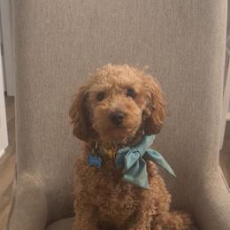 Mickey - Goldendoodle
