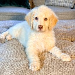Suzuki 'Suki' - Cream female Goldendoodle puppy in Dayton, Ohio from Perks Court Doodles