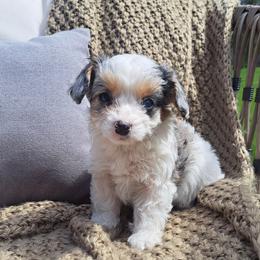 Girl 2 - female Cavapoo puppy in Mohnton, Pennsylvania from Maple Grove Cavaliers