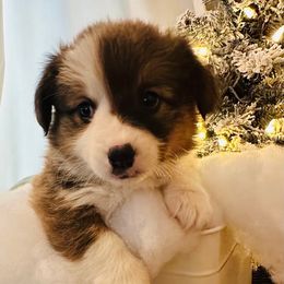 Bryant - Sable male Pembroke Welsh Corgi puppy in Cashion, Oklahoma from Shabby Chic Corgis