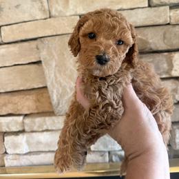 Westley - Red male Cockapoo puppy in Connersville, Indiana from MoonShine Babies